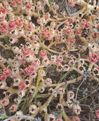 Mesembryanthemum crystallinum many capsules
